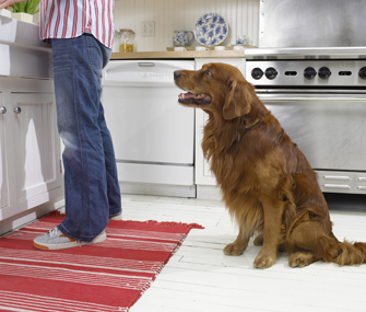 Dog stands behind owner as he cooks